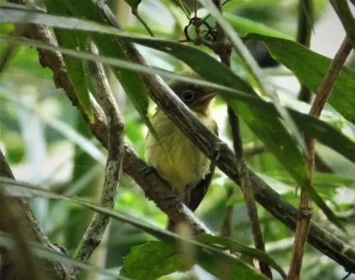 File:Olivaceous Flatbill Rhynchocyclus olivaceus (41658055930).jpg