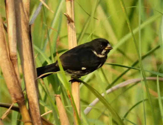 File:Sporophila corvina hoffmanni. Variable seedeater (42704286434).jpg