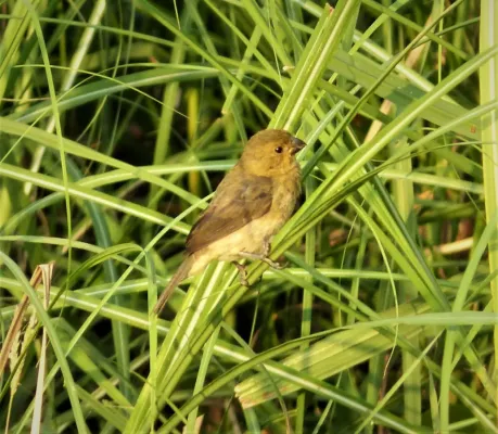 File:Sporophila corvina hoffmanni. Variable seedeater (29550282808).jpg