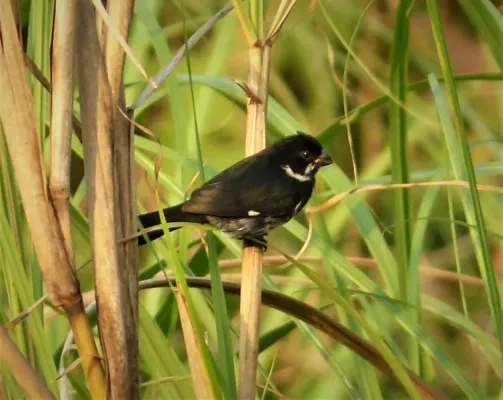 File:Sporophila corvina hoffmanni. Variable seedeater (42516353135).jpg