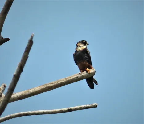 File:Bat Falcon Falco rufigularis (43246545872).jpg