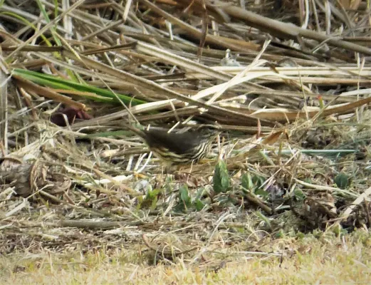 File:Streaked Flycatcher Myiodynastes maculatus (41486862000).jpg