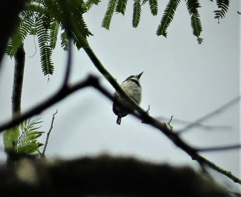 File:Pied Puffbird Notharchus tectus (43164744382).jpg
