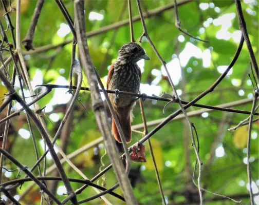 File:Black Antshrike Thamnophilus nigriceps female (28327123797).jpg