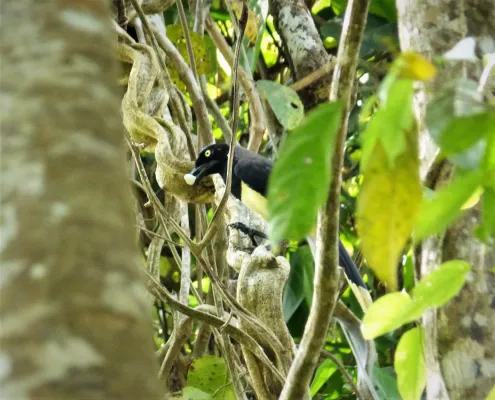 File:Black-chested Jay Cyanocorax affinis (42292368655).jpg