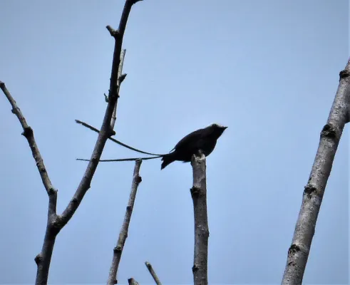 File:Long-tailed Tyrant Colonia colonus (41386246880).jpg