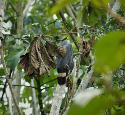 File:Crane Hawk Geranospiza caerulescens (43174989671).jpg