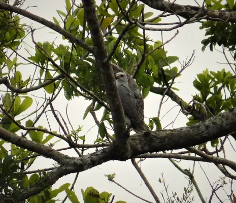 File:Crane Hawk Geranospiza caerulescens (41364596770).jpg