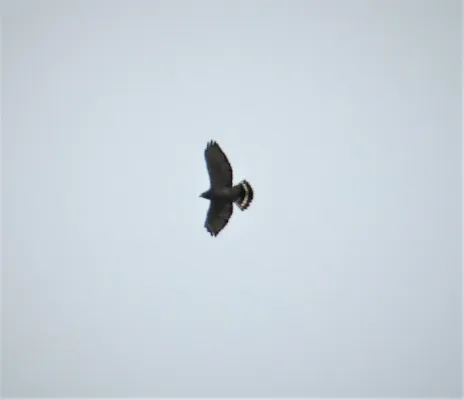 File:Plumbeous Kite. Ictinia plumbea (29286287958).jpg