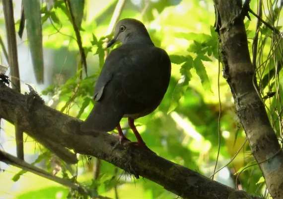 File:Gray-headed Dove Leptotila plumbeiceps (42141785485).jpg