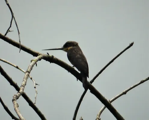 File:Dusky-backed Jacamar Brachygalba salmoni (43022365571).jpg