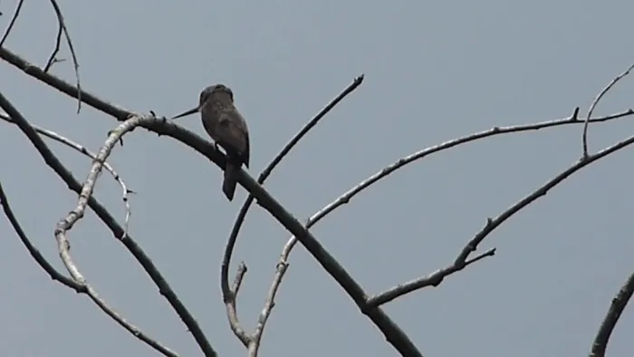 File:Dusky-backed Jacamar Brachygalba salmoni (29150353608).jpg