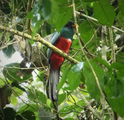 File:Black-tailed Trogon Trogon melanurus (28133386277).jpg