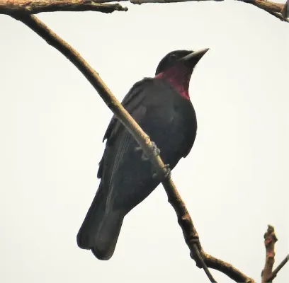 File:Purple-throated Fruitcrow Querula purpurata (28133387037).jpg