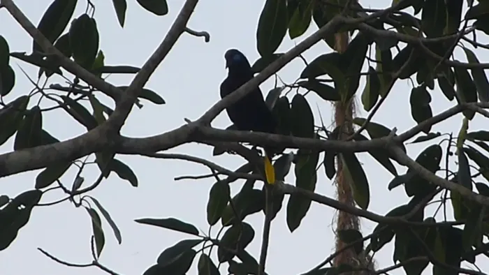 File:Black Oropendola Psarocolius guatimozinusB (42952352952).jpg