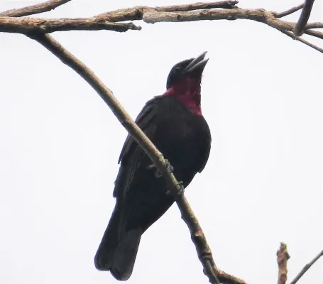 File:Purple-throated Fruitcrow Querula purpurata (28133387877).jpg
