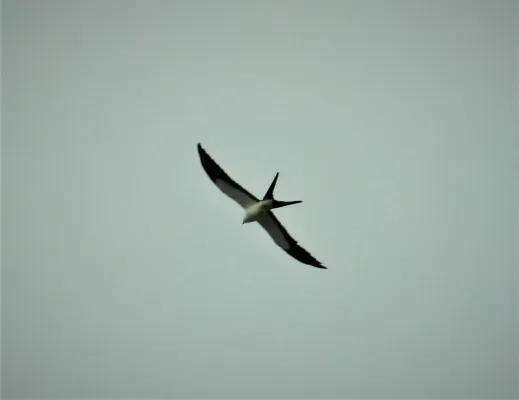 File:Swallow-tailed Kite Elanoides forficatus (42980249551).jpg