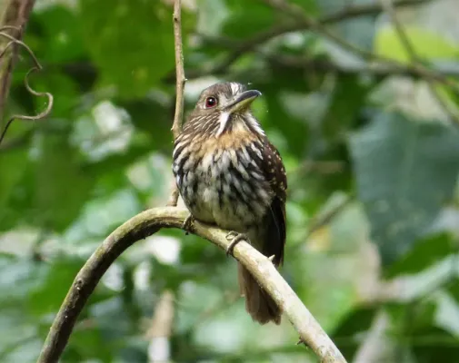 File:White-whiskered Puffbird Malacoptila panamensis (41043415690).jpg