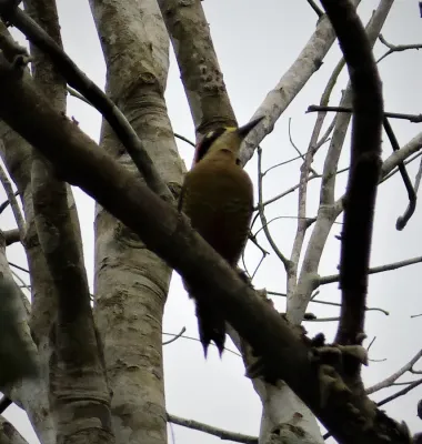 File:Black-cheeked Woodpecker Melanerpes pucherani (42136164304).jpg