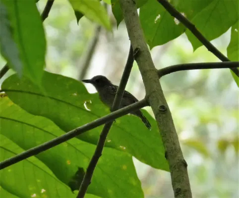 File:Western Slaty-Antshrike. Thamnophilus atrinucha (42136176794).jpg