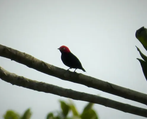 File:Red-headed Manakin Ceratopipra rubrocapilla (41020602880).jpg