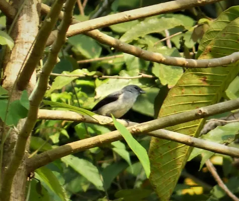 File:Plain-colored Tanager Tangara inornata (41020604120).jpg