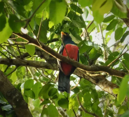 File:Black-tailed Trogon. Trogon melanurus male (41915555575).jpg