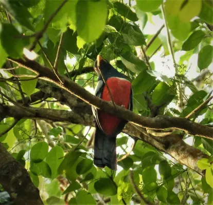 File:Black-tailed Trogon. Trogon melanurus male (42816356651).jpg