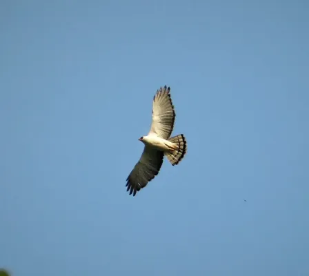 File:Black-and-white Hawk-Eagle Spizaetus melanoleucus (42816373161).jpg
