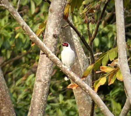 File:Masked Tityra Tityra semifasciata (28943194298).jpg