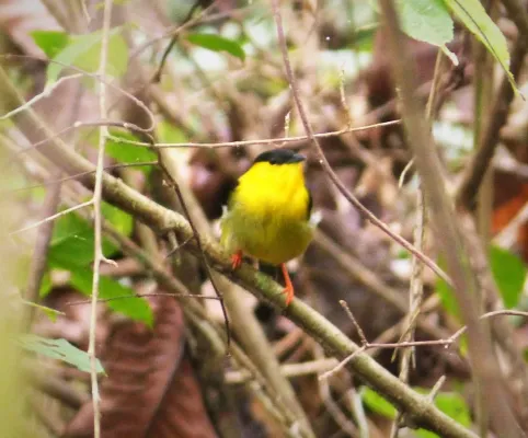 File:Golden-collared Manakin. Manacus vitellinus (27923736207).jpg