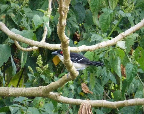 File:Great Antshrike Taraba major (40982213290).jpg