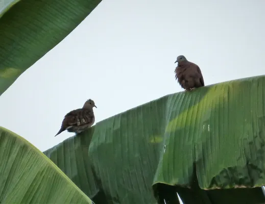 File:Blue Ground-Dove Claravis pretiosa. male left- female right (42075239254).jpg