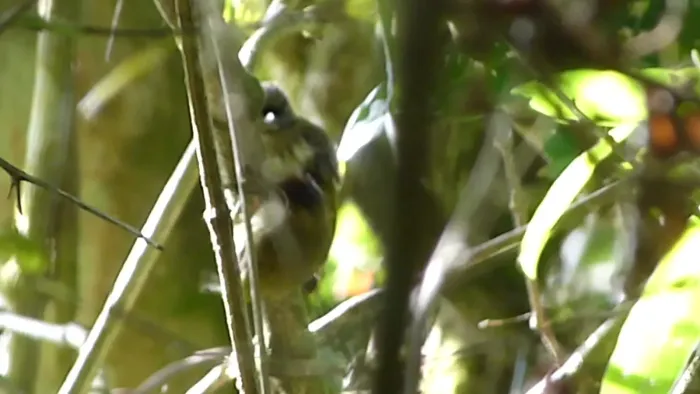 File:Olivaceous Piculet Picumnus olivaceus (41114584825).jpg