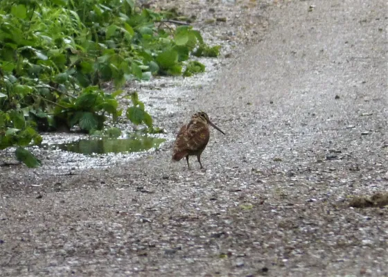 File:Woodcock. (Scolopax rusticola) (39199464021).jpg