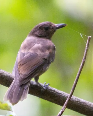 File:Morningbird Colluricincla tenebrosa photographed in Palau in 2013 by Devon Pike.jpg