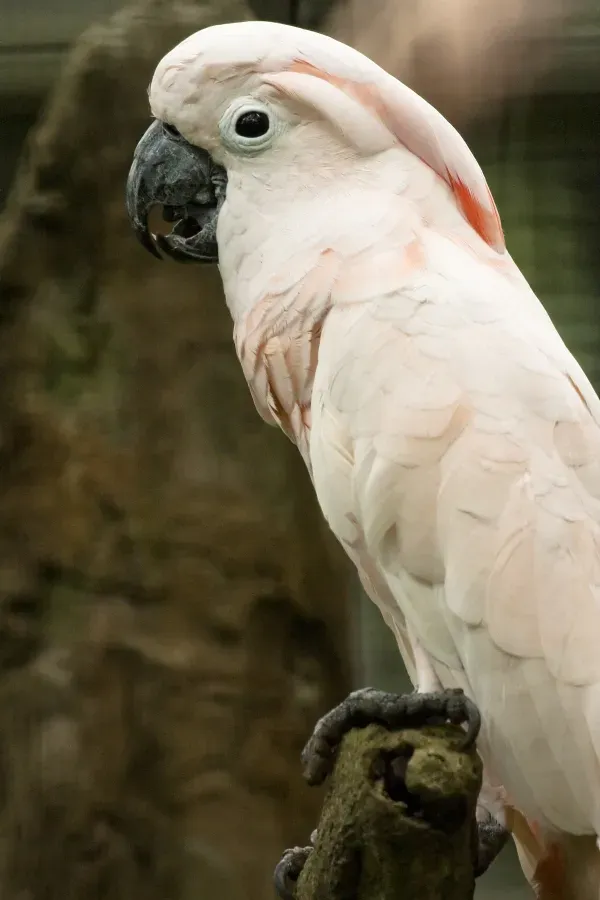 File:Cacatua moluccensis -Jurong Bird Park -side-8a.jpg