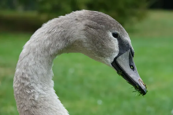 File:Cygne tuberculé juvénile (Cygnus olor) - tête (1).jpg