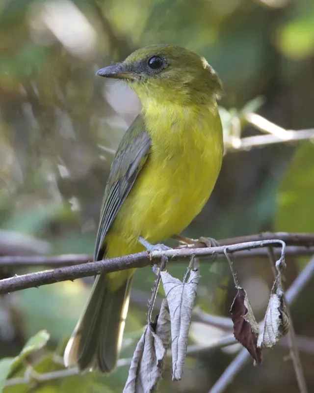 File:Bornean Whistler (Pachycephala hypoxantha hypoxantha).jpg