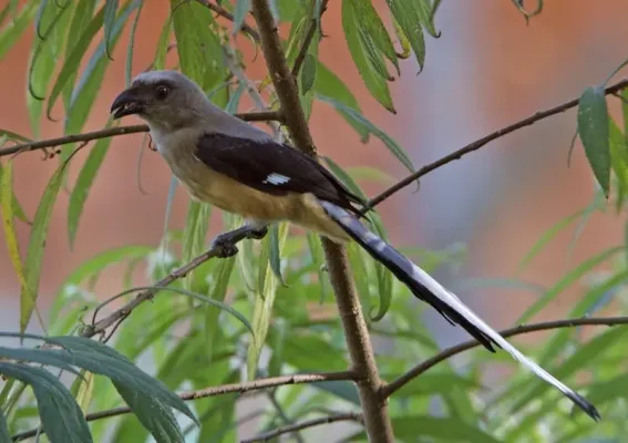 File:Bornean Treepie (Dendrocitta cinerascens).jpg