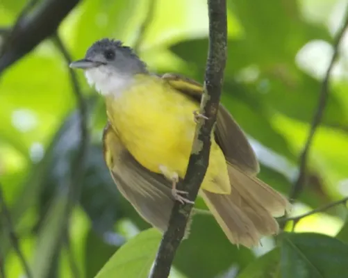 File:Alophoixus phaeocephalus.jpg