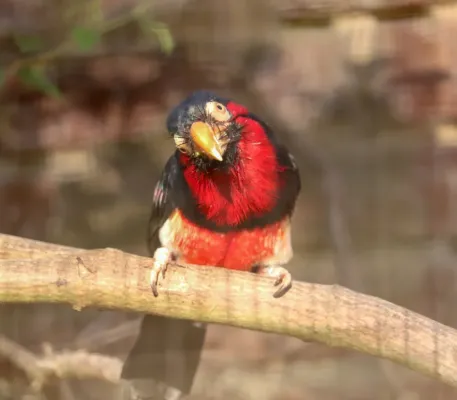 File:Bearded Barbet (Pogonornis dubius) (Cocked head) (CWPG).jpg