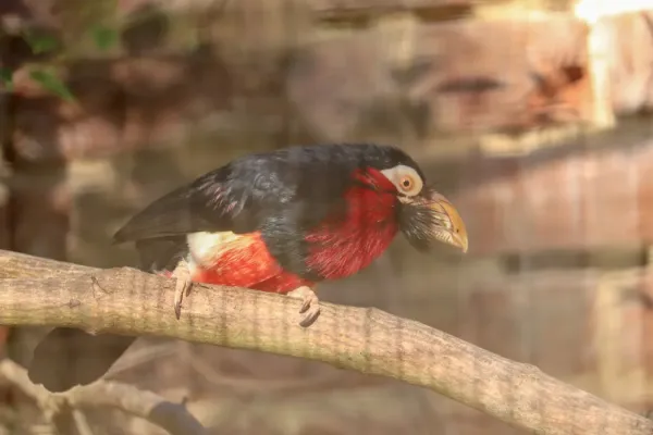 File:Bearded Barbet (Pogonornis dubius) (CWPG).jpg