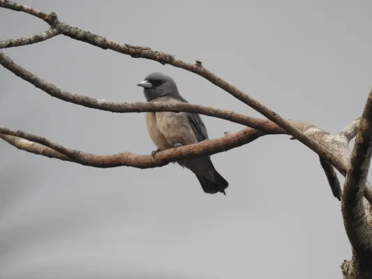 File:Ashy wood swallow (Artamus fuscus) ഇണകാത്തേവൻ 3.jpg
