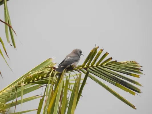 File:Ashy wood swallow (Artamus fuscus) ഇണകാത്തേവൻ 6.jpg