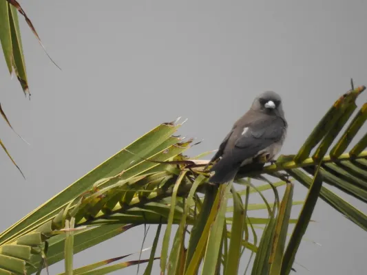 File:Ashy wood swallow (Artamus fuscus) ഇണകാത്തേവൻ 8.jpg