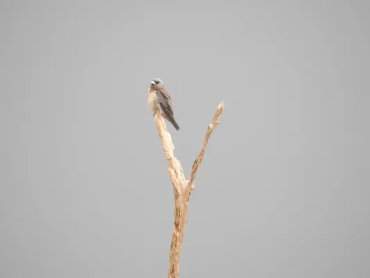 File:Ashy wood swallow (Artamus fuscus) ഇണകാത്തേവൻ 9.jpg