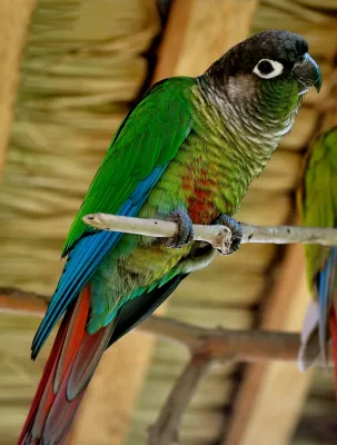 File:Pyrrhura molinae -captive-perch-8a-1cp.jpg