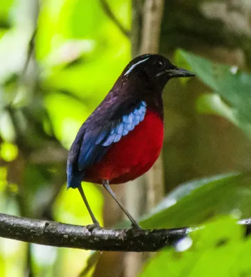 File:Black-crowned Pitta (Erythropitta ussheri).jpg