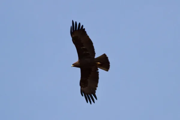 File:Wahlberg's Eagle (Hieraaetus wahlbergi) (8080043861).jpg
